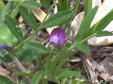 Un''altra piccola Vicia  - Vicia cfr.lathyroides